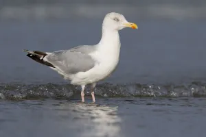 Herring Gull (Larus argetatus) standing along the shoreline, beach IJmuiden, The Netherlands Herring Gull (Larus argetatus) standing along the shoreline, beach IJmuiden, The Netherlands
