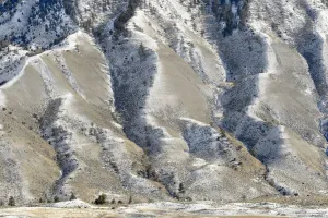 Hillside during winter, Mammoth Hot Springs, Yellowstone National Park, Wyoming, United Hillside during winter, Mammoth Hot Springs, Yellowstone National Park, Wyoming, United