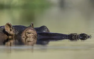 Laying Prints: Hippopotamus (Hippopotamus amphibius) laying in the water, Mpumalanga, South-Africa