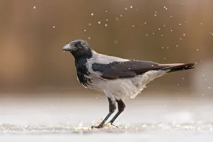 Drops Prints: Hooded Crow (Corvus cornix) feeding on a fish on a frozen lake