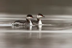 Zuid Holland Prints: Horned Grebe (Podiceps auritus), South Holland, The Netherlands