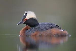 Podicipedidae Prints: Horned Grebe (Podiceps auritus), Alaska, USA