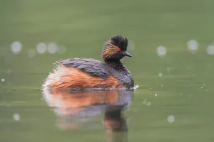 Podicipedidae Prints: Horned Grebe (Podiceps auritus), Dalarna, Sweden