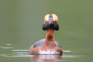Podicipedidae Prints: Horned Grebe (Podiceps auritus) male, Dalarna, Sweden
