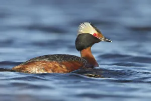 Podicipedidae Prints: Horned Grebe (Podiceps auritus), Manitoba, Canada