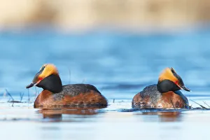 Waterfowl Prints: Horned Grebe (Podiceps auritus) pair, Myvatn, Iceland