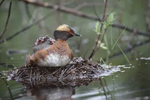 Family Prints: Horned Grebe (Podiceps auritus) parent on nest with three chicks on its back, Alaska