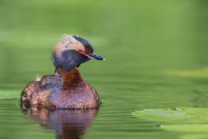 Podicipedidae Prints: Horned Grebe (Podiceps auritus), Vaermland, Sweden