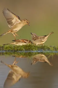 Germany Prints: House Sparrow (Passer domesticus), Germany