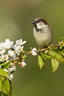 House Sparrow (Passer domesticus) male, Rhineland-Palatinate, Germany