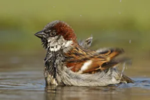 Germany Prints: House Sparrow (Passer domesticus) male bathing, Germany