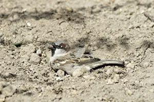 Saxony Prints: House Sparrow (Passer domesticus) male taking a dustbath, Bursfelde, Lower Saxony