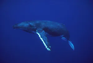 Whale Prints: Humpback Whale (Megaptera novaeangliae), Kona coast, Hawaii