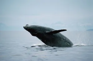 Vertebrate Prints: Humpback Whale (Megaptera novaeangliae) breaching