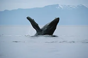 Humpback Whale (Megaptera novaeangliae) breaching, Hawaii