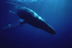Humpback Whale (Megaptera novaeangliae) diving, Hawaii