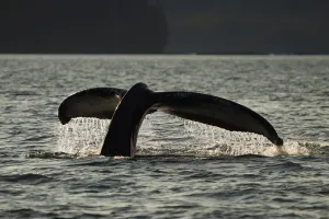 Whale Prints: Humpback Whale (Megaptera novaeangliae) diving, Alaska