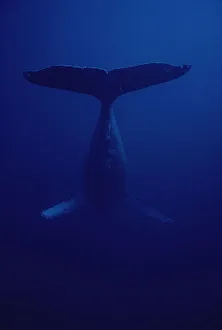 Underside Prints: Humpback Whale (Megaptera novaeangliae) male singing, Hawaii
