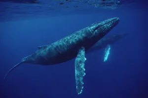 Humpback Whale (Megaptera novaeangliae) pair underwater, Hawaii
