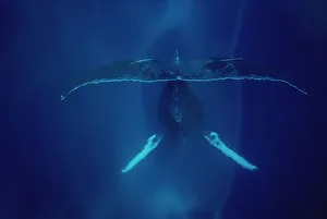 Rear Prints: Humpback Whale (Megaptera novaeangliae) singing, Maui