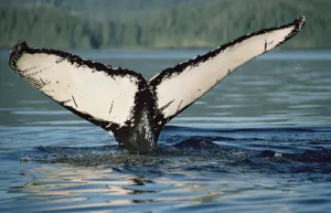 Rear Prints: Humpback Whale (Megaptera novaeangliae) tail