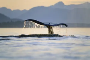 Rear Prints: Humpback Whale (Megaptera novaeangliae) tail, Inside Passage, Alaska