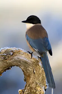 Iberian Magpie (Cyanopica cooki), Castile-La Mancha, Spain