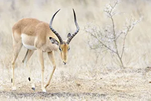 Impala (Aepyceros melampus) male, Kruger National Park, South Africa Impala (Aepyceros melampus) male, Kruger National Park, South Africa