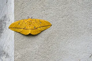 Insect Prints: Imperial moth (Eacles imperialis) resting on wall, Brazil