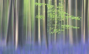 Trees Prints: Impression of flowering Bluebells in the Hallerbos, Belgium