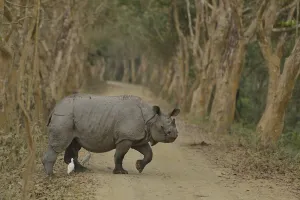 National Park Prints: Indian Rhinoceros (Rhinoceros unicornis) crossing a track