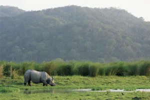 Indian rhinoceros (Rhinoceros unicornis) grazing, India, Assam, Kaziranga National Park Indian rhinoceros (Rhinoceros unicornis) grazing, India, Assam, Kaziranga National Park