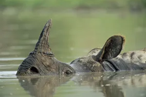 Rhino Prints: Indian Rhinoceros (Rhinoceros unicornis) wallowing, India, Assam, Kaziranga National Park