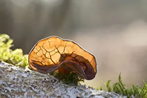 Jew's Ear (Auricularia auricula-judae) fungus growing on wood, De Baggerputten, Groningen, The Netherlands Jew's Ear (Auricularia auricula-judae) fungus growing on wood, De Baggerputten, Groningen, The Netherlands
