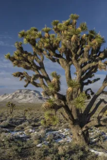 Blue Sky Prints: Joshua Tree (Yucca brevifolia), Death Valley National Park, California