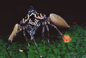 Close Prints: Jumping Spider (Bavia aericeps) two females fighting, Australia