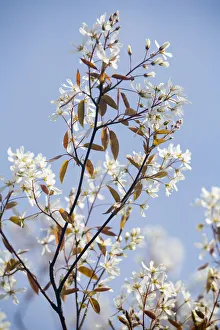 Juneberry (Amelanchier lamarckii) blossoming branches, Den Helder, The Netherlands Juneberry (Amelanchier lamarckii) blossoming branches, Den Helder, The Netherlands