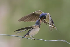 Juvenile Barn Swallow (Hirundo rustica) getting food from one of its parents Juvenile Barn Swallow (Hirundo rustica) getting food from one of its parents