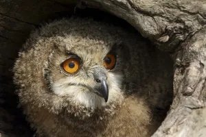 Juvenile Eurasian Eagle Owl (Bubo bubo) hiding in hollow tree trunk, Noord-Brabant