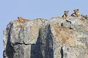 Three juvenile lions (Panthera leo) on a high rock, South Africa, Limpopo Three juvenile lions (Panthera leo) on a high rock, South Africa, Limpopo