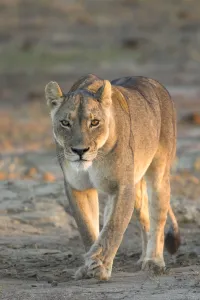 A Kalahari lion (Panthera leo) walks head on towards the viewer A Kalahari lion (Panthera leo) walks head on towards the viewer