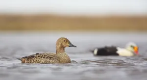King Eider (Somateria Spectabilis) swimming on the tundra, North Slope, Point Barrow, Alaska, United States King Eider (Somateria Spectabilis) swimming on the tundra, North Slope, Point Barrow, Alaska, United States