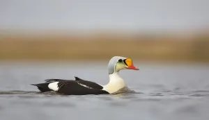 King Eider (Somateria Spectabilis) swimming on the tundra, North Slope, Point Barrow, Alaska, United States