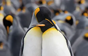 King penguin (Aptenodytes patagonicus) standing in a group, Falkland Islands King penguin (Aptenodytes patagonicus) standing in a group, Falkland Islands