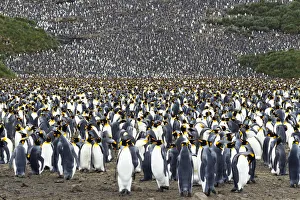 King Penguin (Aptenodytes patagonicus) colony, Salisbury Plain, South Georgia Island