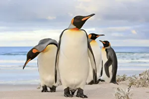 King Penguin (Aptenodytes patagonicus) group on beach, Volunteer Point, Falkland Islands