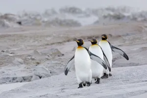 King Penguin (Aptenodytes patagonicus) group on beach, Volunteer Point, Falkland Islands