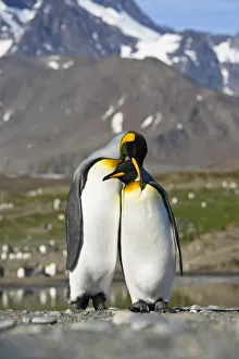 King Penguin (Aptenodytes patagonicus) pair courting, St Andrews Bay, South Georgia