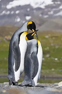 King Penguin (Aptenodytes patagonicus) pair courting, St Andrews Bay, South Georgia