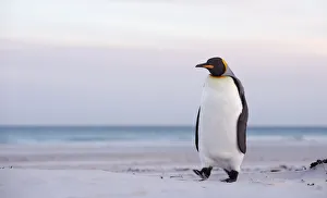 King penguin (Aptenodytes patagonicus) standing on the beach, Falkland Islands
